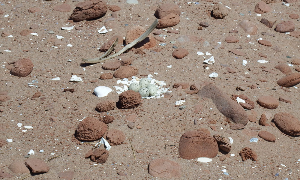 Piping Plover Nest